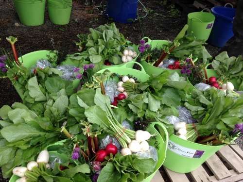 Despite pests, the crops and veggies are bountiful and beautiful, these are some of the most recent CSA shares. 