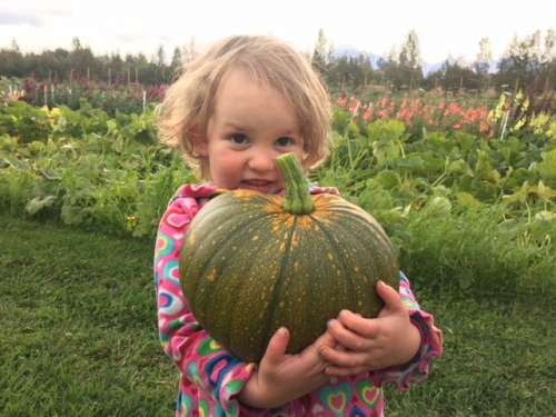 Ava sized pumpkin!