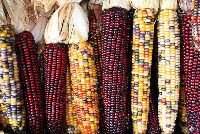 The Mais or Corn — Steemit