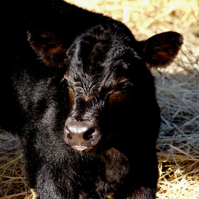 The Calf And The Kitchen Sink | Farmgirl Bloggers